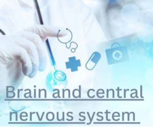 Brain and central nervous system