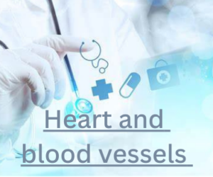 Heart and blood vessels