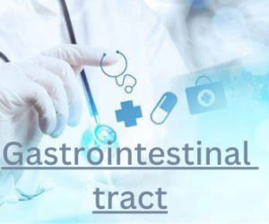 Gastrointestinal tract